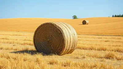 A large round hay bale sits in a golden field under a clear blue sky, with another smaller hay bale in the distance on a rolling hill.